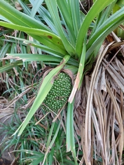 Pandanus