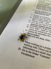 Promechus australicus