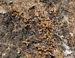 Selaginella densa scopulorum