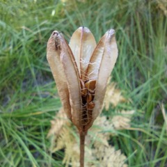 Lilium parryi