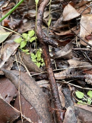 Pterostylis setulosa