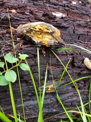 Piptoporus australiensis