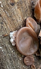 Auricularia angiospermarum