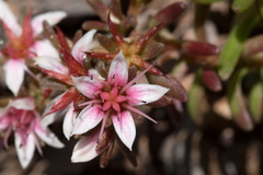 Sedum stelliforme