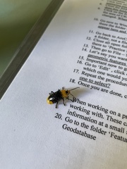 Promechus australicus