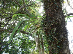 Epiphyllum phyllanthus