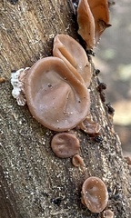 Auricularia angiospermarum