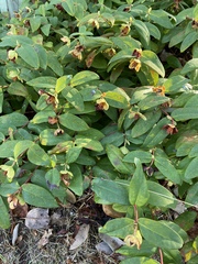 Hypericum calycinum