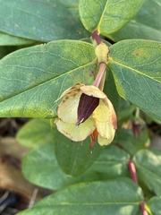 Hypericum calycinum