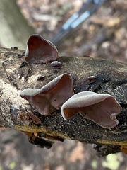 Auricularia angiospermarum