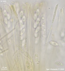 Lanzia luteovirescens