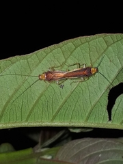 Pseudophyllodromiinae