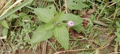 Lantana trifolia
