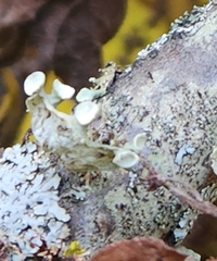 Ramalina sinensis