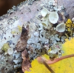 Ramalina sinensis