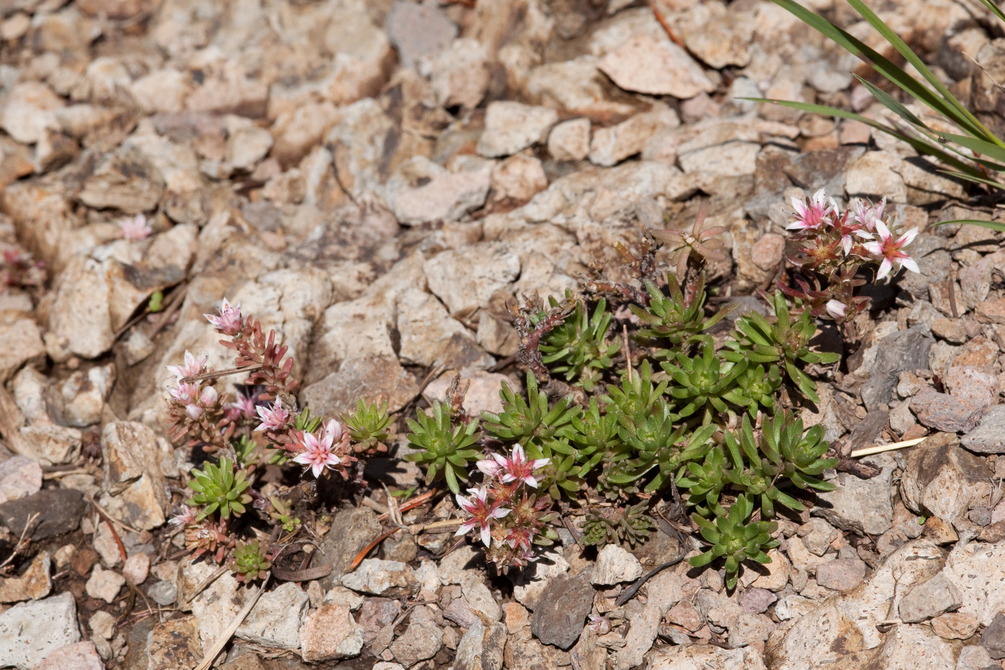 Sedum stelliforme