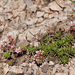 Sedum stelliforme - Photo no hay derechos reservados, subido por Patrick Alexander