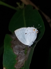 Iaspis andersoni