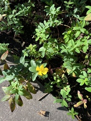 Hypericum calycinum