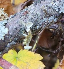 Ramalina sinensis