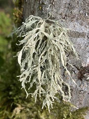 Ramalina farinacea
