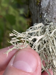 Ramalina farinacea