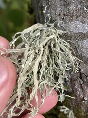 Ramalina farinacea