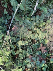 Equisetum telmateia