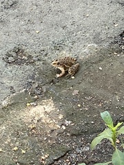 Hoplobatrachus tigerinus