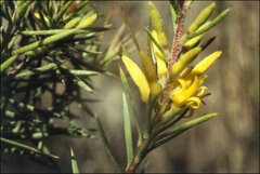 Persoonia juniperina