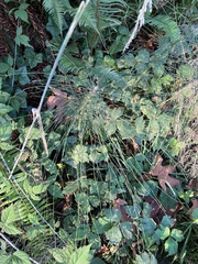 Equisetum telmateia