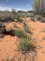 Yucca angustissima