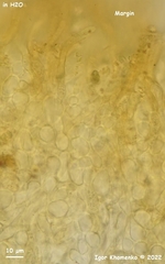 Lanzia luteovirescens