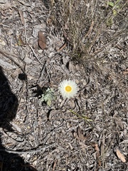 Coronidium newcastlianum