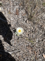 Coronidium newcastlianum