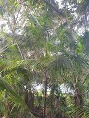 Arecoideae