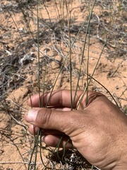 Juncus balticus ater