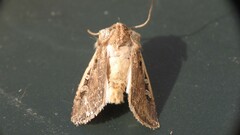 Agrotis