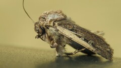 Agrotis