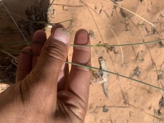 Juncus balticus ater