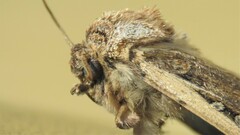Agrotis
