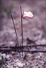 Utricularia lateriflora