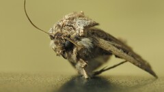Agrotis