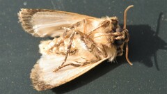 Agrotis