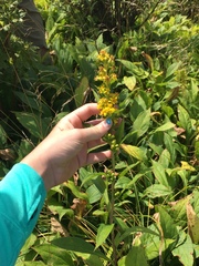 Solidago glomerata