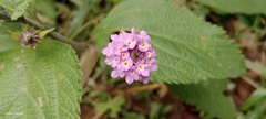 Lantana trifolia