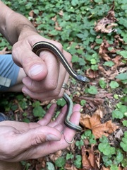 Thamnophis elegans terrestris