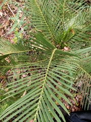 Macrozamia riedlei