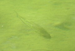 Micropterus treculii