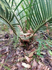 Macrozamia riedlei